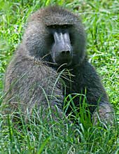 Baboon