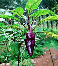 Purple pepper on plant