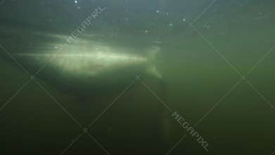 Bird swimming in muddy water