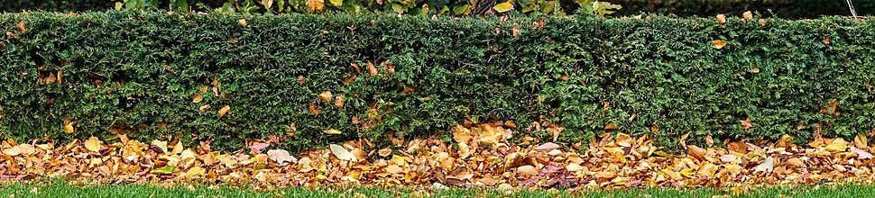 Beautiful autumn panorama of yew Taxus baccata hedge with fallen orange leaves on university campus Dublin, Ireland