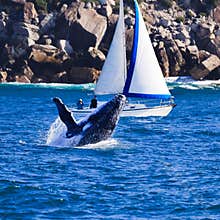 Whale Yacht