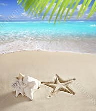 Caribbean beach starfish print shell white sand