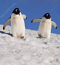 Gentoo Penguins - Antarctica