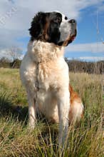 Cute Saint bernard