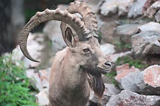 Siberian ibex