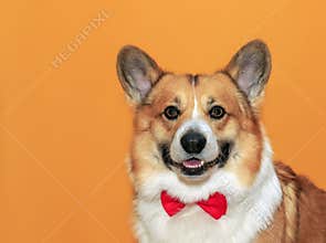 Funny puppy corgi dogs with big ears on yellow isolated background portrait