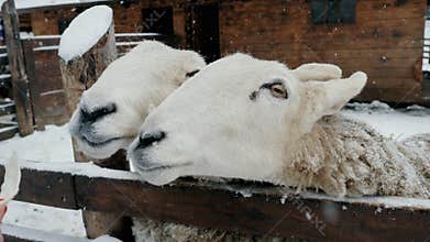 Two funny sheep beg for food, livestock farm in winter under snowfall.