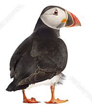 Atlantic Puffin or Common Puffin