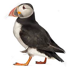 Atlantic Puffin or Common Puffin