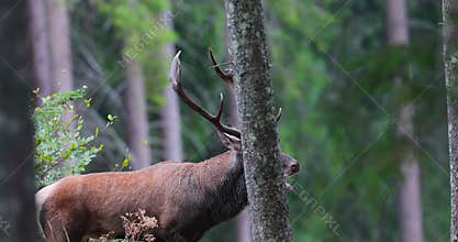 A big Red Deer Stag Cervus Elaphus roaring at the edge of the mountains forest in autumn season.