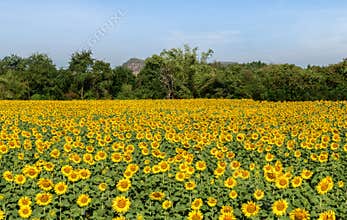 Beautiful sunflower field on summer with blue sky  at Lop buri