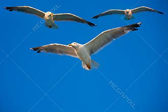 Birds flying in the sky