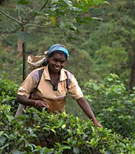 Tamil tea picker in Nuwara Eliya