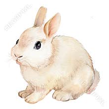 Cute watercolor bunny, beautiful rabbit. Hand drawing illustration