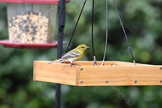 Backyard Birding in Florida