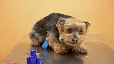 Afraid dog, trembling in veterinary examination table.