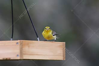 Backyard Birding in Florida