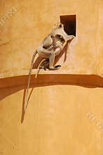 Mother of Gray Langur, Hanuman monkey with very long tail carry child back home safely possibly sensing a threat at Jaipur India