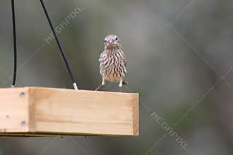 Backyard Birding in Florida