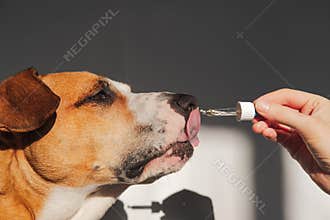 Dog taking essential oil from dropper.
