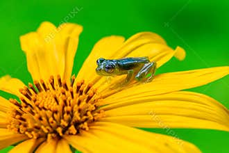 Teratohyla spinosa glass frog spiny cochran frog