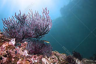 Coral reef with fish