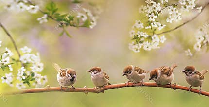 Birds and baby sparrows they sit in spring sunny bloom on the branches of cherry trees with white flowers