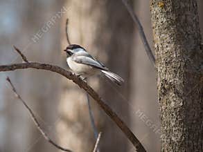 Black-Capped Chickadee on a Branch in Sunshine