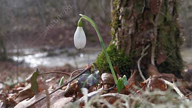 White snowdrops Galanthus nivalis grow in the spring in the forest.