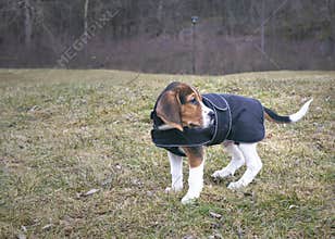 Cute beagle puppy in warming quilt.