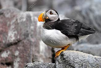 Atlantic Puffin