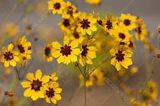 Golden Tickseed - Coreopsis tinctoria