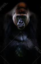 Gorilla