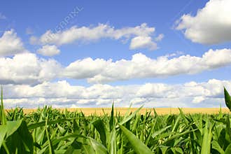 Green and Gold Fields, Blue Skies