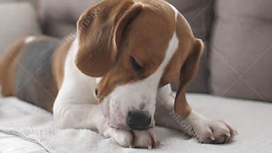 Dog Beagle with sad eyes lies at home in the on the sofa, licking paws. The puppy is resting. Mans best friend. Slow
