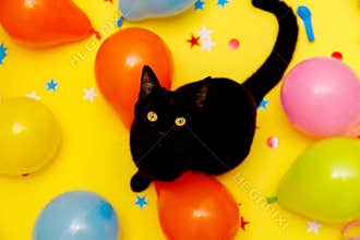 Black cat in a birthday confetti and balloons on yellow background
