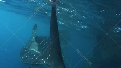 Whale Shark Swimming In Blue Ocean In Kri Islands, Raja Ampat. Underwater View Of Wildlife In Papua