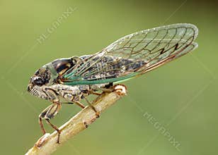Cicada