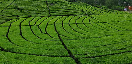 Cimanggu Pangalengan Tea Plantation, Bandung, West Java