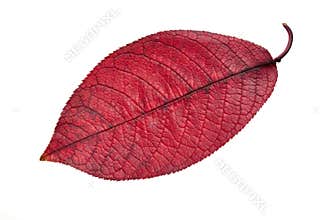 Fall red leaf