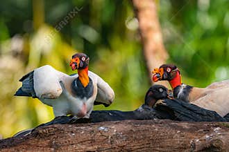 King vulture, Sarcoramphus papa, large bird found in Central and South America.