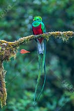 Resplendent Quetzal, Pharomachrus mocinno, from Savegre in Costa Rica with blurred green forest in background.