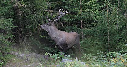 A lone male of big red deer stag, Cervus Elaphus  stand at the egde of the mountain forest.