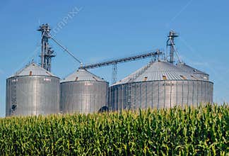 Brock Brand Grain Silos with Tall Summer Corn Field