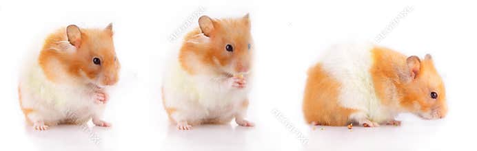 Lara the Hamster