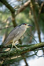 Black Crowned Night Heron