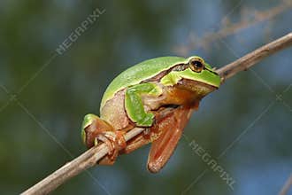 Tree frog
