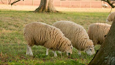 Flock of sheep grazing, eating grass walking in a field with trees and a fence on a farm