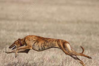 Beautiful fast spanish greyhound dog energy hunting race