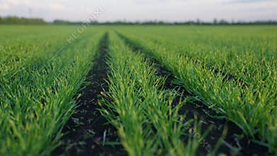 ears of green wheat on the field sunset lifestyle. wheat agriculture harvesting agribusiness concept. walk in large